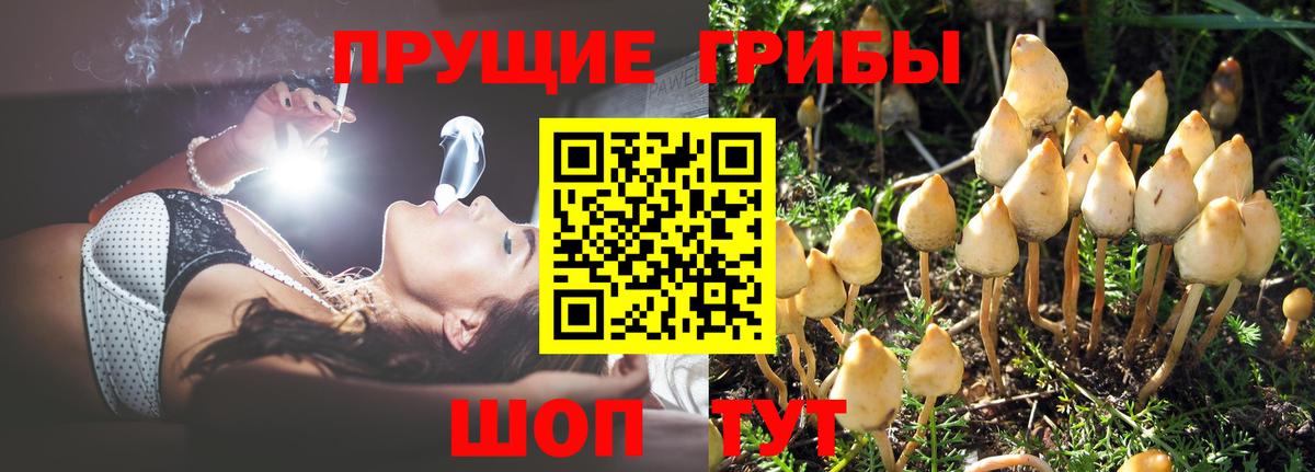 Псилоцибиновые грибы Psilocybine cubensis Россия